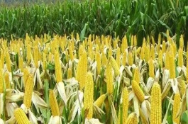 强盛326玉米栽培技术要点，中等肥力以上地块栽培