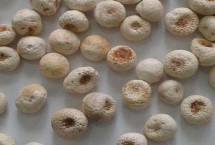 形态特征，多年生草本植物