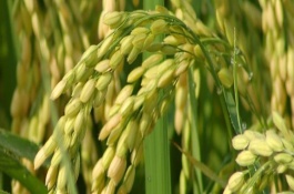 扬籼优919水稻栽培技术要点，籼型三系杂交水稻品种