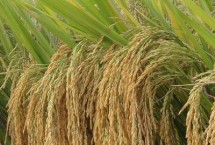 春优165水稻栽培技术要点，该品种植株较高