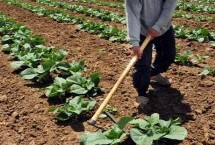 农作物肥料分几种，在每个阶段需肥类型不同