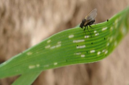 菠菜潜叶蝇介绍，幼虫期防治效果较好