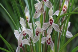 莲瓣兰有几种，常见的有滇梅、奇花素、心心相印等