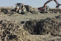 甘草亩产量多少斤，通常需要3年左右