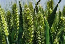 同舟55小麦栽培技术要点，每亩适宜基本苗16～22万