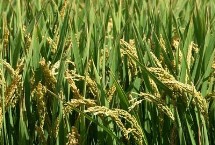 甬优5550水稻栽培技术要点，该品种株高117.4厘米