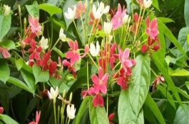 使君子叶到冬天全掉了，可能是光照不足或施肥不当等