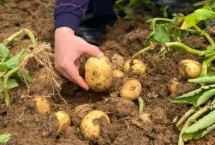 种植土豆要注意什么，应选择脱毒种薯作为种植对象