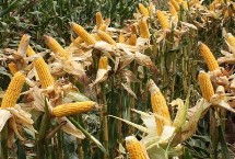 航研1126玉米栽培技术要点，密度4500株/亩左右