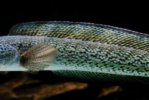 黑鱼和鲶鱼的区别，通常是指鳢鱼、也叫黑鱼