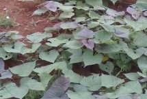 紫薯如何育苗，膜内的温度要保持在28℃左右