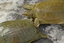 甲鱼是否喜欢晒太阳，喜食小虾、螺类、水生昆虫等动物性饵料