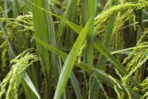 西大淡叶1号水稻栽培技术要点，注意防治纹枯病