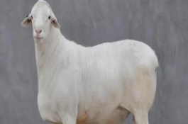 山羊发情周期多少天，有无角和有角两种类型