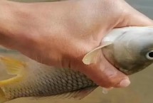 冬天钓鲤鱼用什么鱼竿，尽量选择在水温比较高的天气