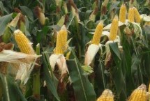 金来376玉米栽培技术要点，密度4500－5000株/亩