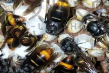 胡蜂蜂王的价格，会受到蜂王品种的影响