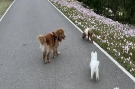 现在养狗必须打疫苗吗，常见以下6个