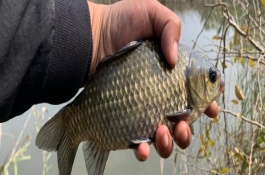 红虫钓鲫鱼的调漂方法，可重铅找底、半水调目等