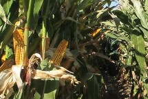 金喜89玉米栽培技术要点，春播平均生育期135.5天