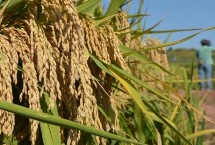 荆两优833水稻栽培技术要点，全生育期129.4天