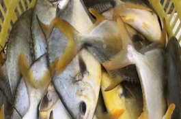 金鲳鱼和白鲳鱼的区别是什么，价格、颜色、重量均不同