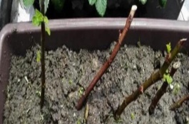 无花果秋天能不能扦插，可以在秋天扦插