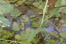 花生褐斑病的流行规律，重病田要和甘薯、玉米等作物轮作2年以上