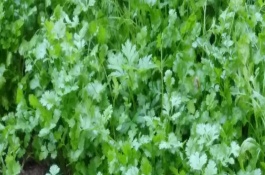 怎么种香菜出苗快，一般在6月份左右种植