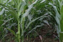 锋玉201玉米栽培技术要点，最适宜播种期为春播