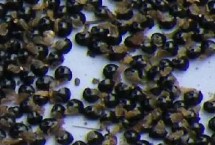 地丁的苗期管理，约30-40元一斤