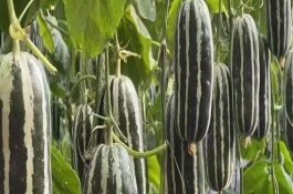 博洋9号甜瓜的种植要点，皮薄肉厚、具有良好的坐果性和丰产性