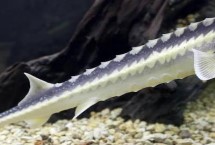 鲟鱼的主食，一生只能取1次