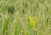 科林201小麦栽培技术要点，每亩适宜基本苗14万—22万