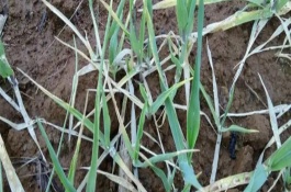 小麦浇完返青水为什么会叶面发黄，氮肥施用过多或除草剂药害均会导致