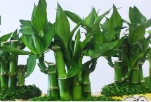 生长习性，因叶片边缘金黄而得名