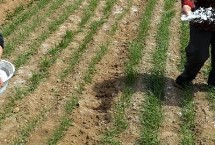 小麦腊月是否能浇水，视长势而定