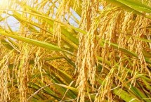 沈农508水稻栽培技术要点，4月上旬播种