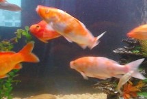 养鱼有水霉菌了怎么办，孔雀石绿是它的克星