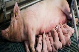 母猪产仔一般需要多长时间，是正常的