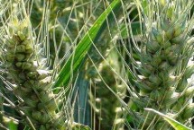 润扬麦1号小麦栽培技术要点，每亩有效穗31.1万