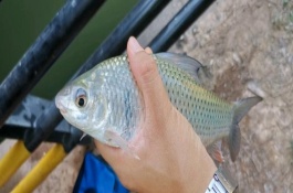 土鲮鱼的摄食习性，一般都在水体底层活动