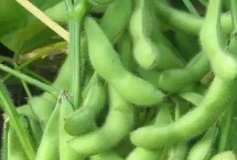 蒙科豆8号大豆栽培技术要点，生育期114天