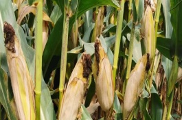 大玉3号玉米栽培技术要点，6月20日前播种