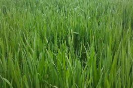 麦苗为什么发黄，也叫麦苗属于一年生草本植物