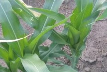 达703玉米栽培技术要点，春播平均生育期109.7天