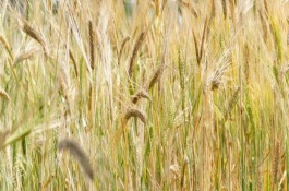 中3优810水稻栽培技术要点，秧田播种量每亩9-10公斤