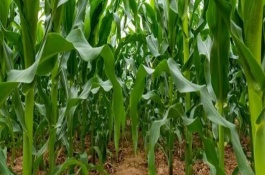 纪元101玉米栽培技术要点，中抗小斑病和茎腐病