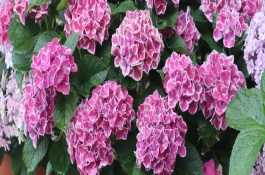 延长绣球花花期的方法，将温度保持在20℃可促进花朵开放