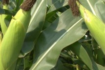 H618玉米栽培技术要点，密度4000株/亩左右